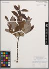 Foto von Salix cinerea L.